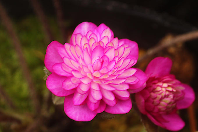 雛桜